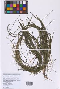 Взморник японский, Зостера японская Asch. & Graebn., Сибирь, Дальний Восток (S6) (Россия)