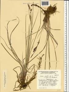 Осока [гибрид], Восточная Европа, Северо-Западный район (E2) (Россия)