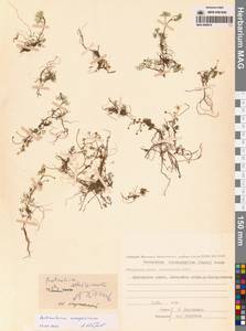 Ranunculus mongolicus (Krylov) Serg., Сибирь, Чукотка и Камчатка (S7) (Россия)