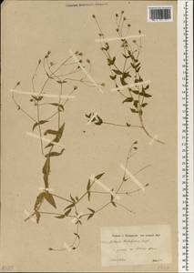 Stellaria kotschyana subsp. kotschyana, Зарубежная Азия (ASIA) (Иран)