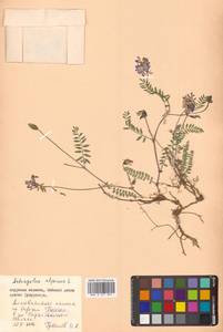 Астрагал альпийский L., Сибирь, Дальний Восток (S6) (Россия)