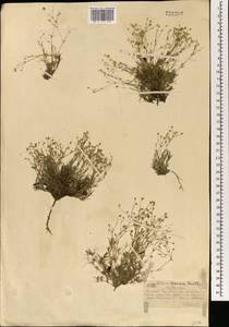 Минуарция весенняя, Монголия (MONG) (Монголия)