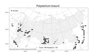 Polystichum braunii, Многорядник Брауна (Spenn.) Fée, Атлас флоры России (FLORUS) (Россия)
