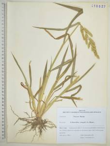 Ежовник обыкновенный, Куриное просо (L.) P.Beauv., Сибирь, Дальний Восток (S6) (Россия)