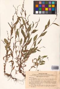 Горец перечный, Водяной перец (L.) Spach, Восточная Европа, Южно-Украинский район (E12) (Украина)