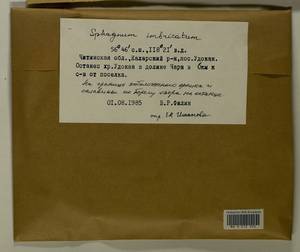 Sphagnum imbricatum Hornsch. ex Russow, Гербарий мохообразных, Мхи - Прибайкалье и Забайкалье (B18) (Россия)