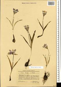 Тюльпан приземистый Herb., Кавказ, Краснодарский край и Адыгея (K1a) (Россия)