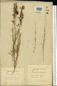 Колокольчик круглолистный L., Восточная Европа, Центральный лесостепной район (E6) (Россия)