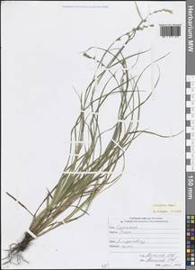 Осока прерванная Stokes, Кавказ, Северная Осетия, Ингушетия и Чечня (K1c) (Россия)