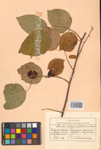 Актинидия многодомная (Siebold & Zucc.) Maxim., Сибирь, Дальний Восток (S6) (Россия)