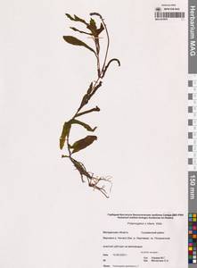 Potamogeton × nitens Weber, Сибирь, Чукотка и Камчатка (S7) (Россия)