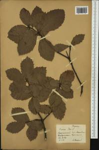 Quercus ilex L., Западная Европа (EUR) (Россия)