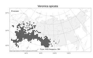 Veronica spicata, Вероника колосистая L., Атлас флоры России (FLORUS) (Россия)