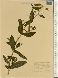 Guizotia scabra (Vis.) Chiov., Африка (AFR) (Эфиопия)