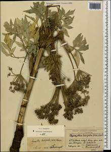Агазиллис широколистный (M. Bieb.) Boiss., Кавказ, Краснодарский край и Адыгея (K1a) (Россия)