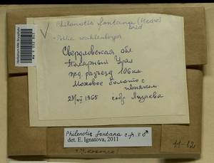 Philonotis fontana (Hedw.) Brid., Гербарий мохообразных, Мхи - Западная Сибирь (включая Алтай) (B15) (Россия)