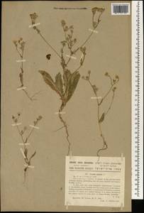 Crepis aspera L., Зарубежная Азия (ASIA) (Израиль)
