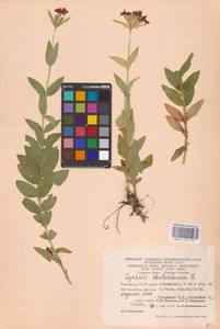 Смолевка халцедоновая, Зорька (L.) E.H.L.Krause, Восточная Европа, Восточный район (E10) (Россия)