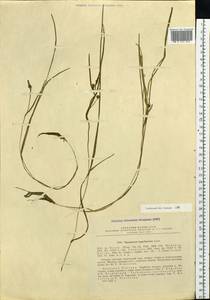Ежеголовник северный  Laest. ex Beurl., Сибирь, Чукотка и Камчатка (S7) (Россия)
