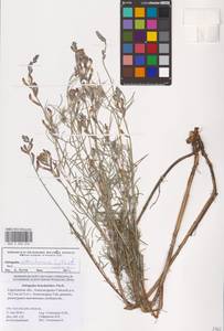 Astragalus astrachanicus Sytin & Laktionov, Восточная Европа, Нижневолжский район (E9) (Россия)