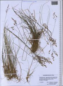 Лерхенфельдия извилистая, Овсик извилистый (L.) Drejer, Сибирь, Дальний Восток (S6) (Россия)