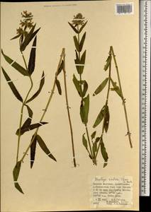 Чистец Ридера Cham., Монголия (MONG) (Монголия)