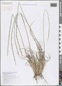 Thinopyrum bessarabicum (Savul. & Rayss) Á.Löve, Кавказ, Краснодарский край и Адыгея (K1a) (Россия)
