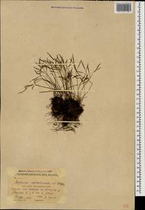 Костенец северный (L.) Hoffm., Кавказ, Ставропольский край, Карачаево-Черкесия, Кабардино-Балкария (K1b) (Россия)