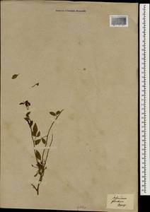 Jasminum floridum Bunge, Зарубежная Азия (ASIA) (Неизвестно)