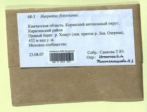 Harpanthus flotovianus (Nees) Nees, Гербарий мохообразных, Мхи - Чукотка и Камчатка (B21) (Россия)