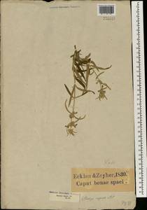 Stachys rugosa Aiton, Африка (AFR) (ЮАР)