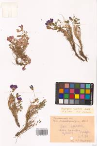 Остролодочник завернутый Ledeb., Сибирь, Чукотка и Камчатка (S7) (Россия)