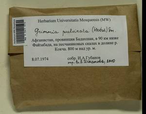 Grimmia pulvinata (Hedw.) Sm., Гербарий мохообразных, Мхи - Азия (вне границ бывшего СССР) (BAs) (Афганистан)