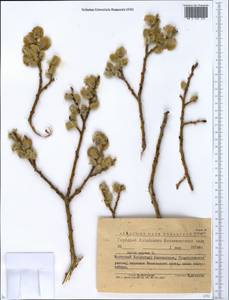 Ива козья L., Сибирь, Западный (Казахстанский) Алтай (S2a) (Казахстан)