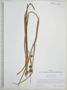 Ежеголовник всплывающий, Ежеголовник всплывший Rehmann, Сибирь, Дальний Восток (S6) (Россия)