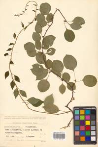 Древогубец плетеобразный Rupr., Сибирь, Дальний Восток (S6) (Россия)