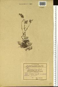 Кошачья лапка двудомная (L.) Gaertn., Сибирь, Дальний Восток (S6) (Россия)