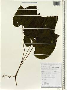Ampelopsis glandulosa var. brevipedunculata (Maxim.) Momiy., Зарубежная Азия (ASIA) (Республика Корея)