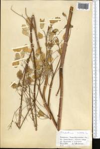 Bасилисник малый L., Средняя Азия и Казахстан, Джунгарский Алатау и Тарбагатай (M5) (Казахстан)