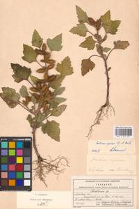 Xanthium orientale var. albinum (Widder) Adema & M.T.Jansen, Восточная Европа, Московская область и Москва (E4a) (Россия)