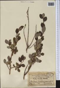 Ива, Средняя Азия и Казахстан, Западный Тянь-Шань и Каратау (M3) (Казахстан)