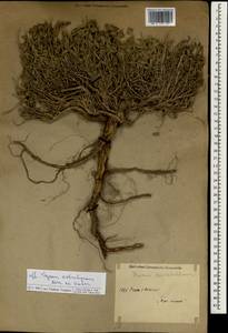 Чабрец Кочи Boiss. & Hohen., Зарубежная Азия (ASIA) (Иран)