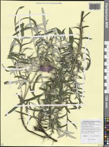 Псефеллюс Бушей Sosn., Кавказ, Ставропольский край, Карачаево-Черкесия, Кабардино-Балкария (K1b) (Россия)