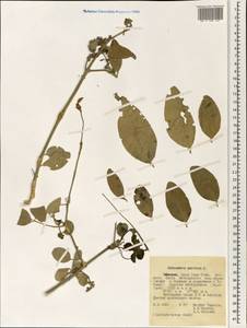 Salvadora persica L., Африка (AFR) (Эфиопия)