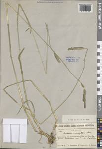 Ячмень короткоостистый (Trin.) Link, Сибирь, Прибайкалье и Забайкалье (S4) (Россия)