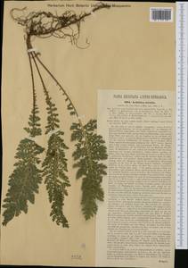 Achillea distans subsp. stricta (Schleich. ex Gremli) Janch., Западная Европа (EUR) (Австрия)