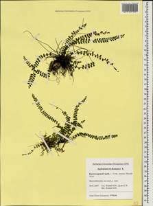 Костенец волосовидный L., Кавказ, Черноморское побережье (от Новороссийска до Адлера) (K3) (Россия)