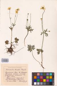 Лютик близкий C.A.Mey., Восточная Европа, Восточный район (E10) (Россия)