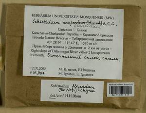 Schistidium flaccidum (De Not.) Ochyra, Гербарий мохообразных, Мхи - Северный Кавказ и Предкавказье (B12) (Россия)