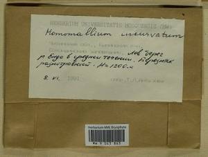 Homomallium incurvatum (Schrad. ex Brid.) Loeske, Гербарий мохообразных, Мхи - Прибайкалье и Забайкалье (B18) (Россия)